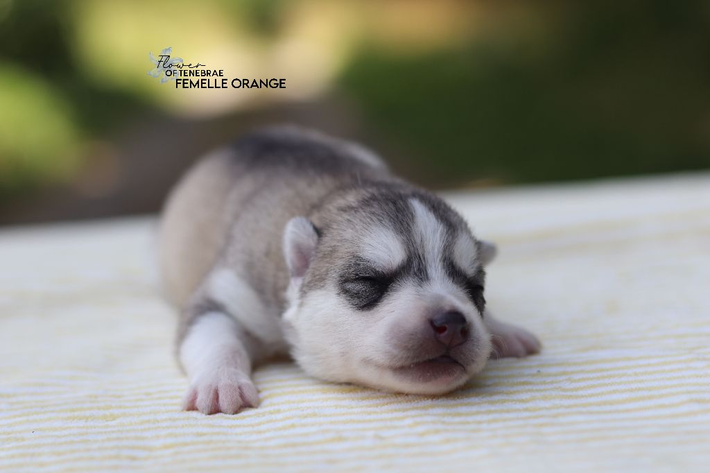 Flower Of Tenebrae - Chiots disponibles - Siberian Husky