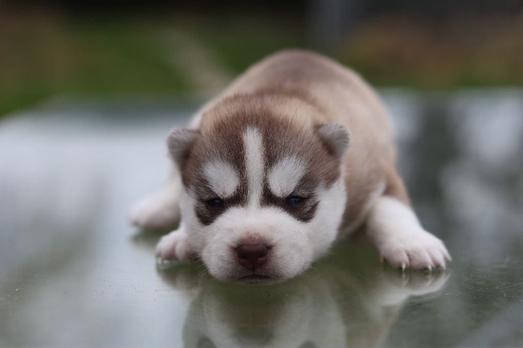 Flower Of Tenebrae - Chiots disponibles - Siberian Husky