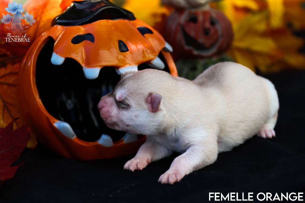 Flower Of Tenebrae - Chiots disponibles - Siberian Husky