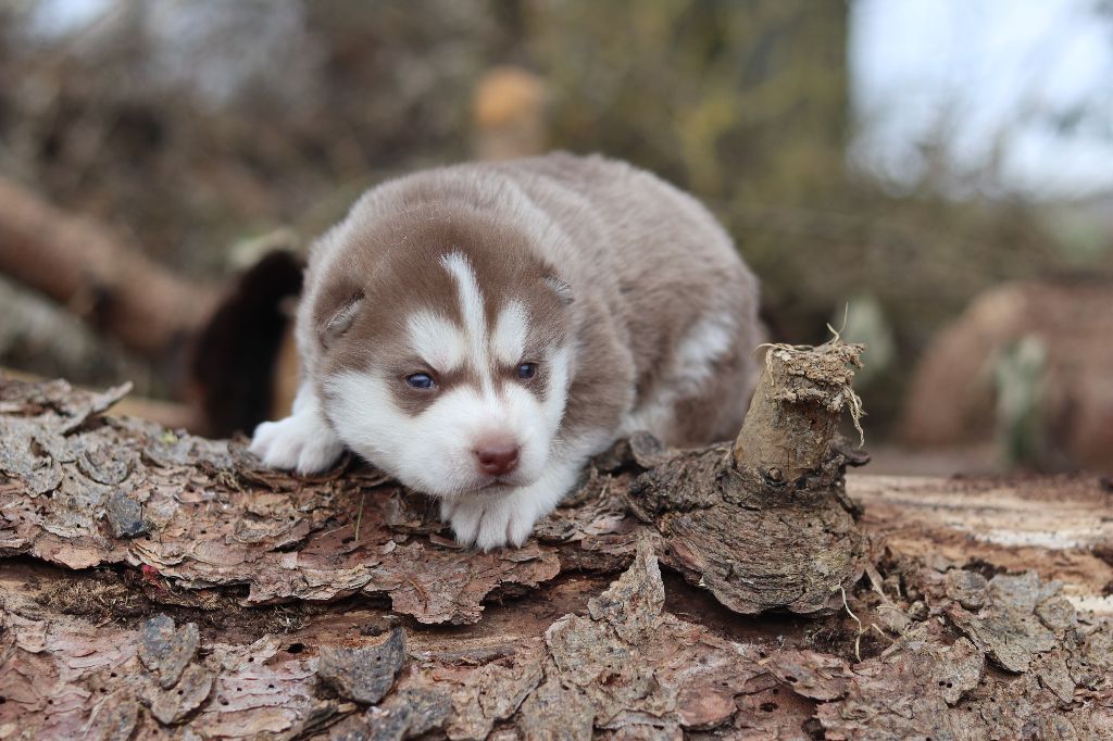 Flower Of Tenebrae - Chiots disponibles - Siberian Husky