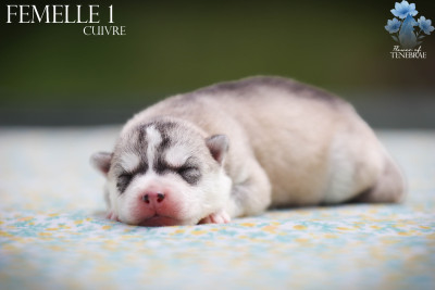 CHIOT 1