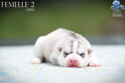 CHIOT 2