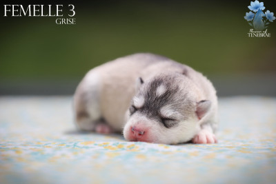 CHIOT 3