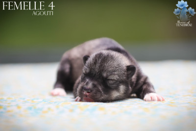 CHIOT 4