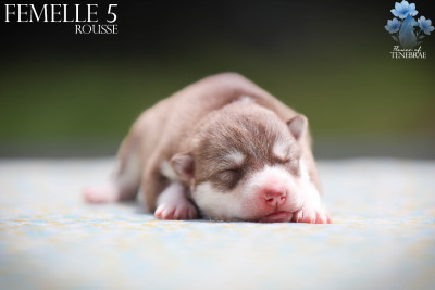 CHIOT 5