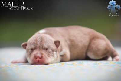CHIOT 7