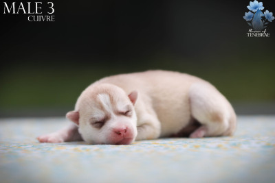CHIOT 8