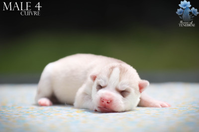 CHIOT 9