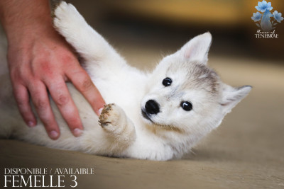 CHIOT 3