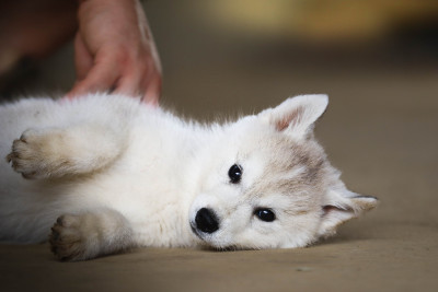CHIOT 1