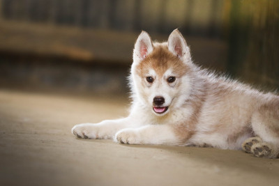 CHIOT 5
