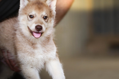 CHIOT 7