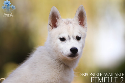 CHIOT 2