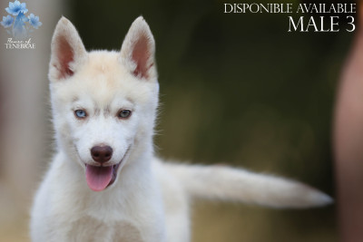 CHIOT 8