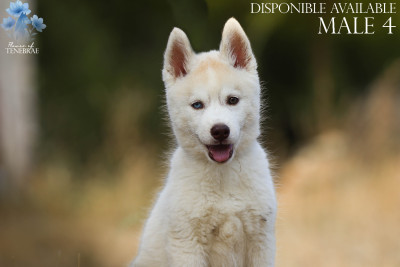 CHIOT 9