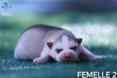 Chiot N°4