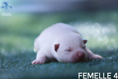 Chiot N°6