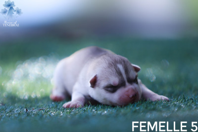 Chiot N°7