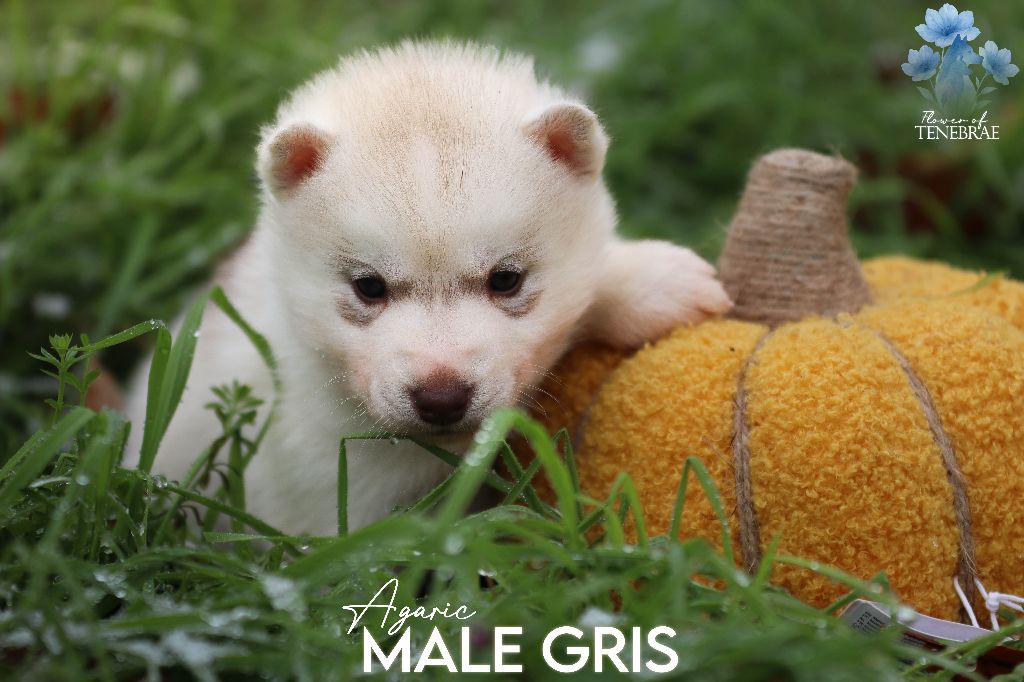 Flower Of Tenebrae - Chiots disponibles - Siberian Husky