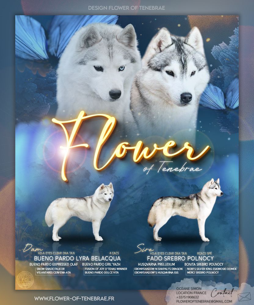 Flower Of Tenebrae - Siberian Husky - Portée née le 13/06/2025
