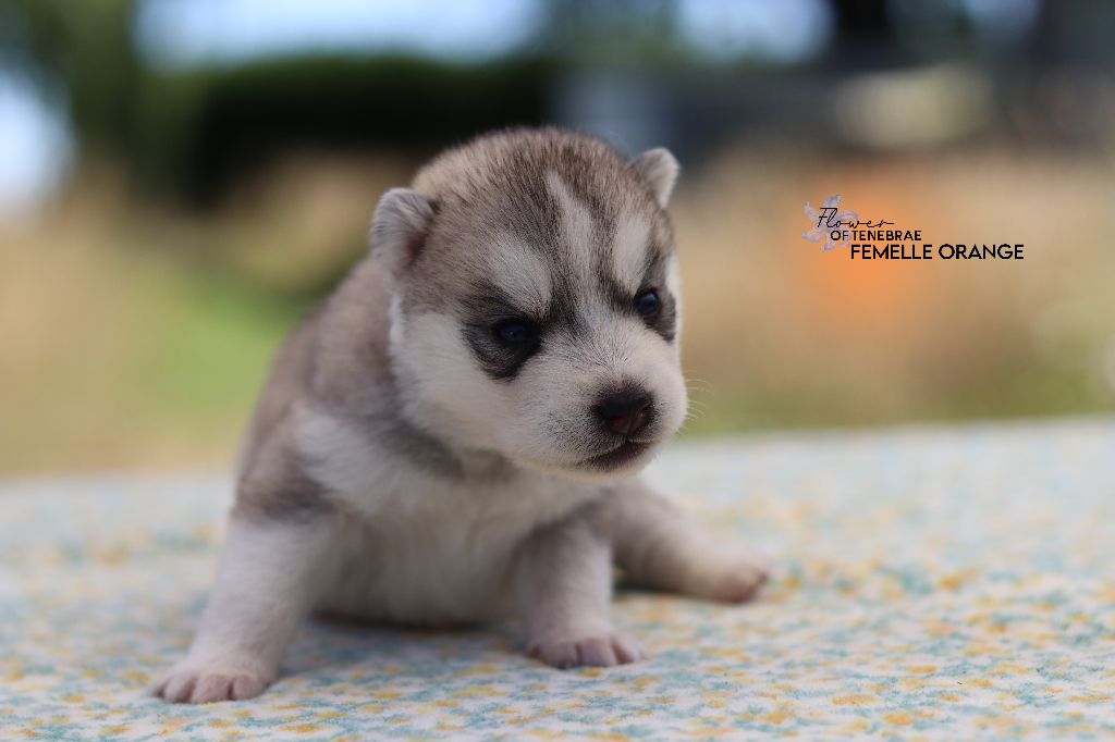 Flower Of Tenebrae - Chiots disponibles - Siberian Husky
