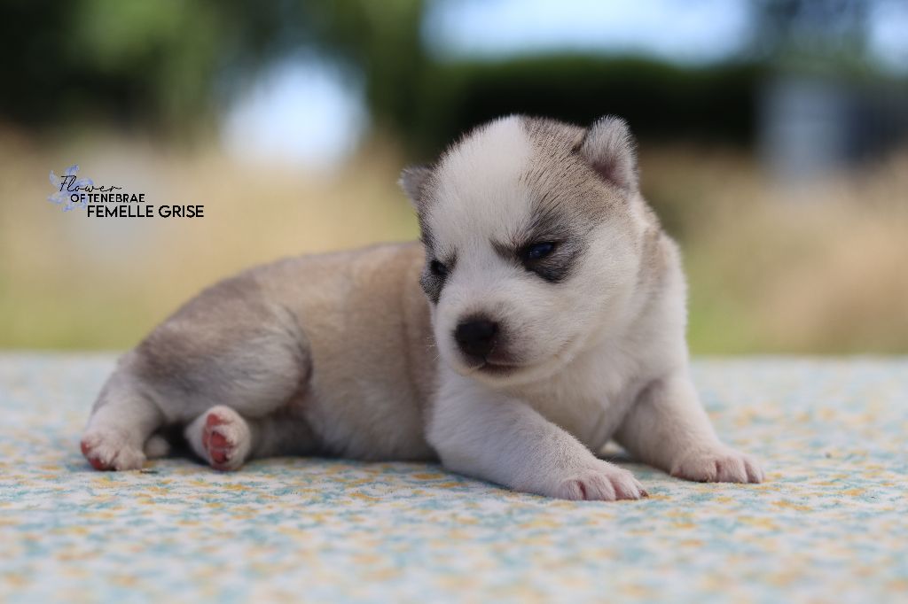 Flower Of Tenebrae - Chiots disponibles - Siberian Husky
