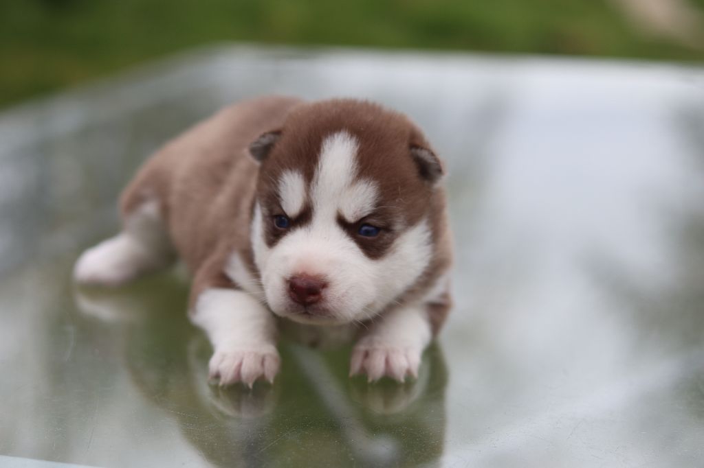 Flower Of Tenebrae - Chiots disponibles - Siberian Husky