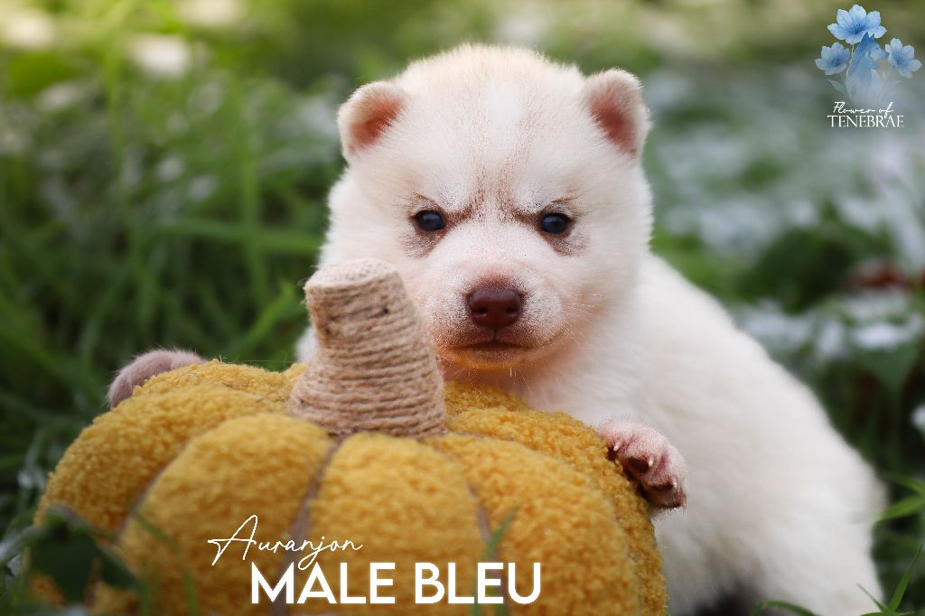 Flower Of Tenebrae - Chiots disponibles - Siberian Husky