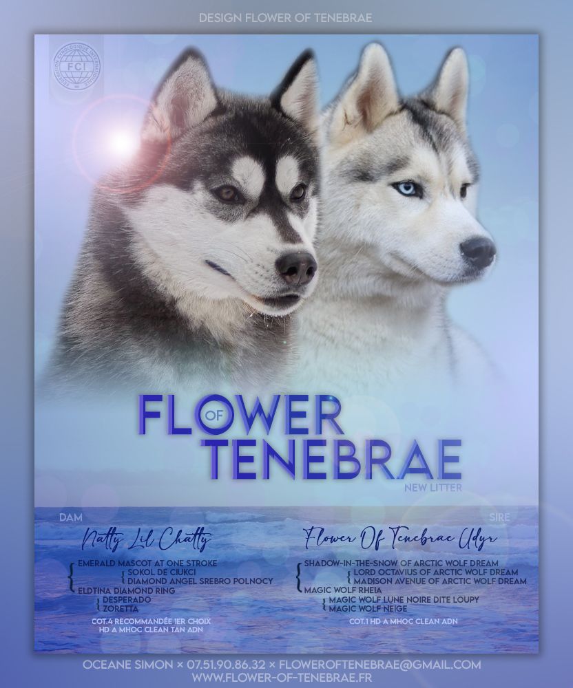 Flower Of Tenebrae - Siberian Husky - Portée née le 19/02/2025