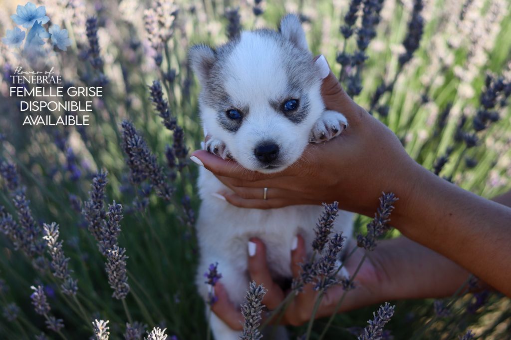 Flower Of Tenebrae - Chiots disponibles - Siberian Husky