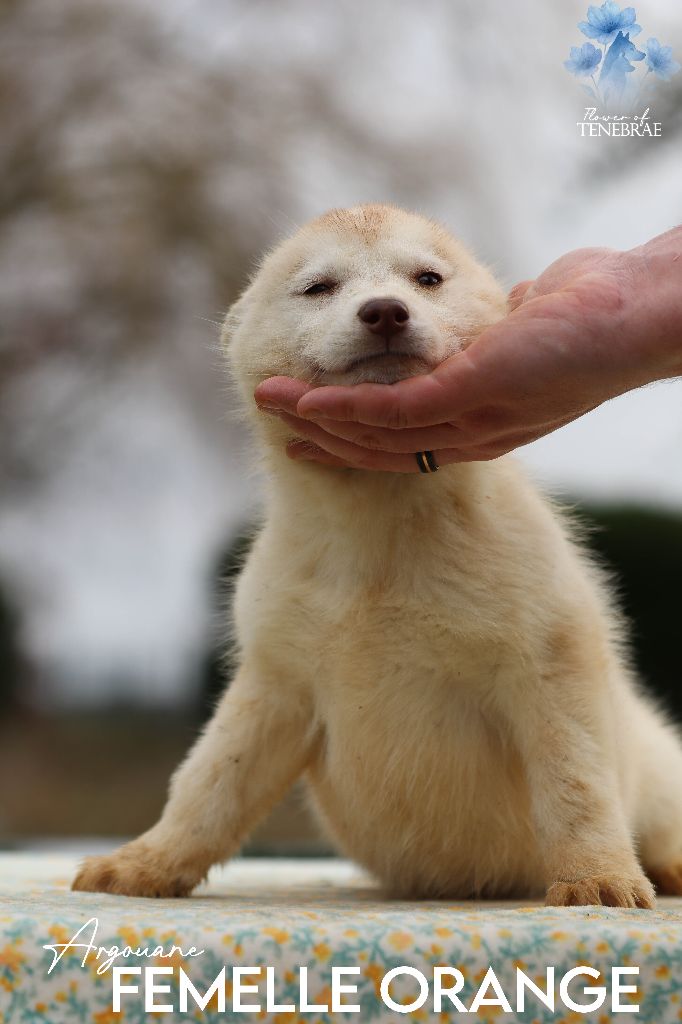 Flower Of Tenebrae - Chiots disponibles - Siberian Husky