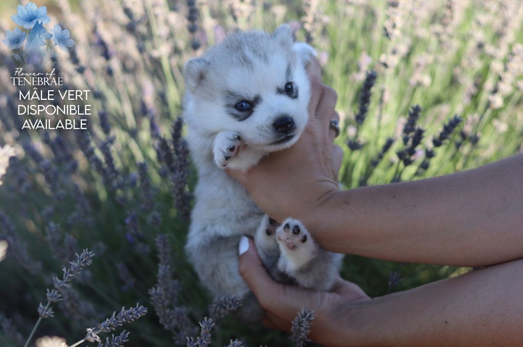 Flower Of Tenebrae - Chiots disponibles - Siberian Husky