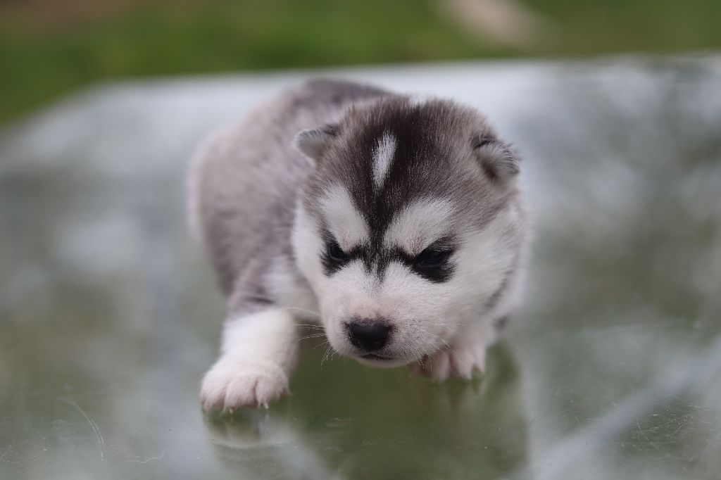 Flower Of Tenebrae - Chiots disponibles - Siberian Husky