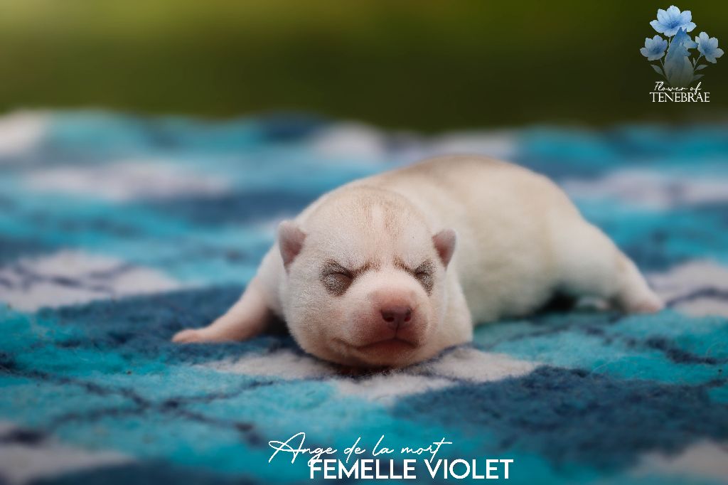 Flower Of Tenebrae - Chiots disponibles - Siberian Husky