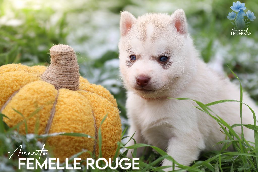 Flower Of Tenebrae - Chiots disponibles - Siberian Husky