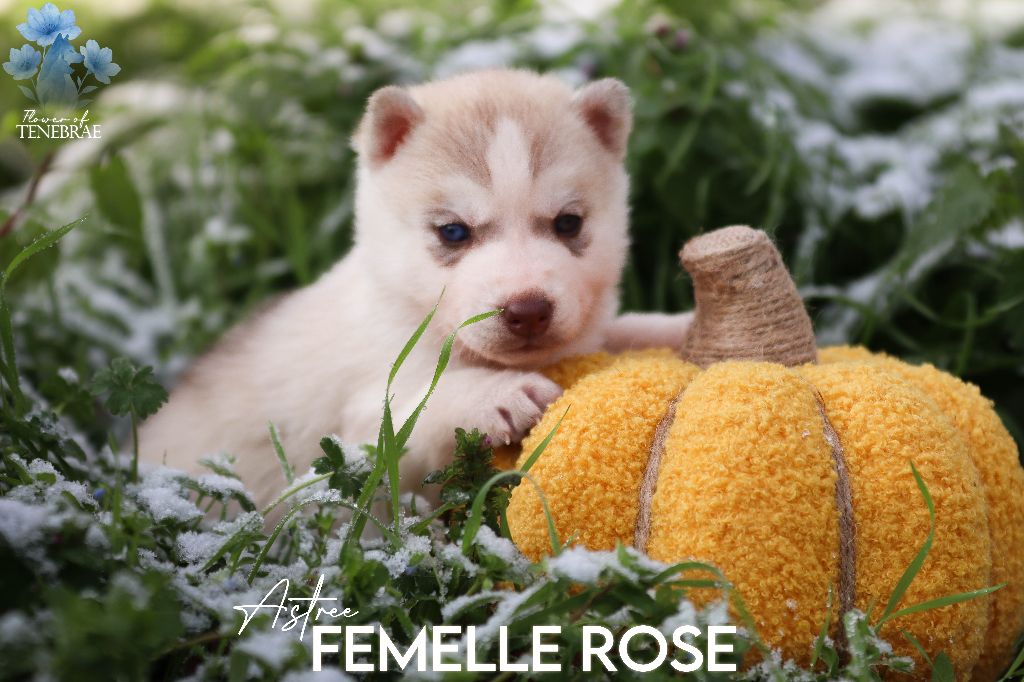 Flower Of Tenebrae - Chiots disponibles - Siberian Husky