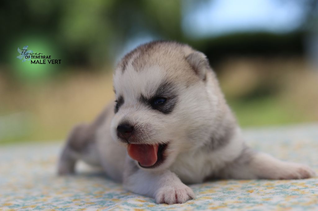 Flower Of Tenebrae - Chiots disponibles - Siberian Husky