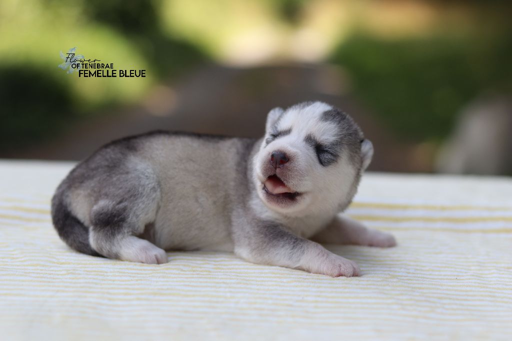 Flower Of Tenebrae - Chiots disponibles - Siberian Husky