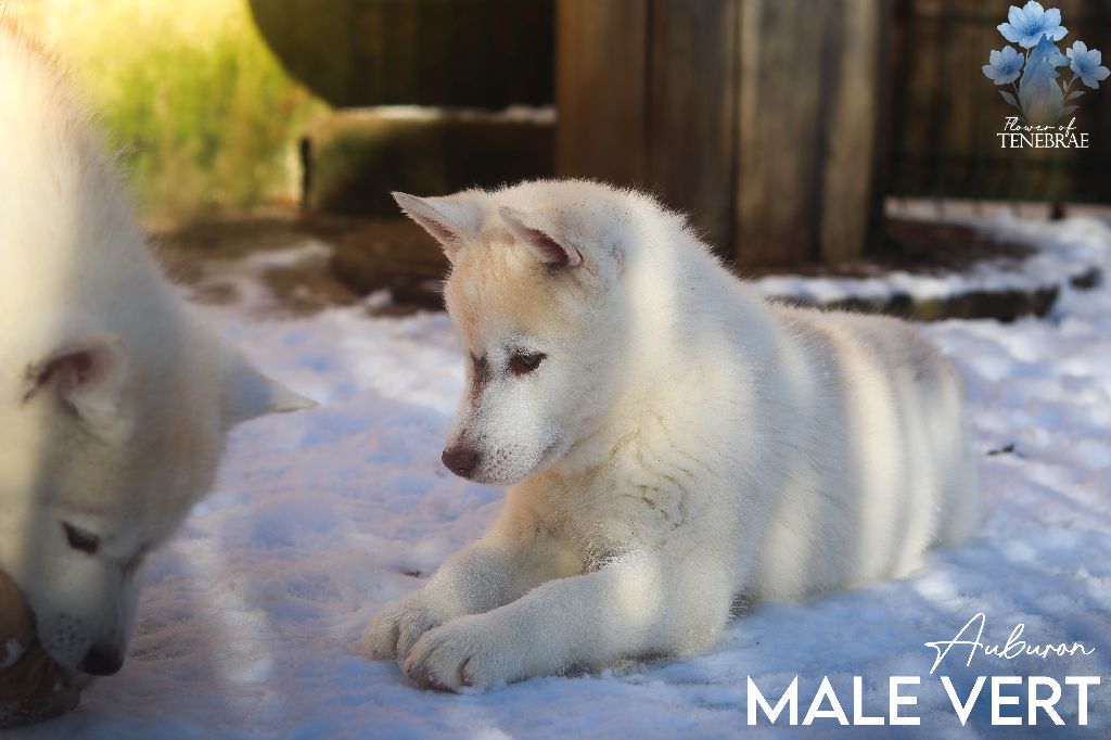 Flower Of Tenebrae - Siberian Husky - Portée née le 25/10/2025
