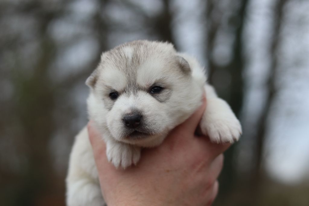 Flower Of Tenebrae - Chiots disponibles - Siberian Husky