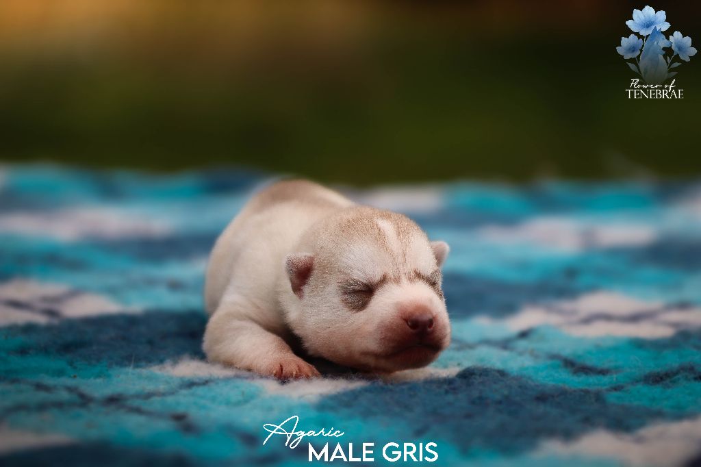 Flower Of Tenebrae - Chiots disponibles - Siberian Husky