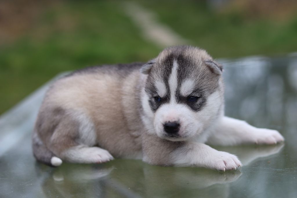 Flower Of Tenebrae - Chiots disponibles - Siberian Husky