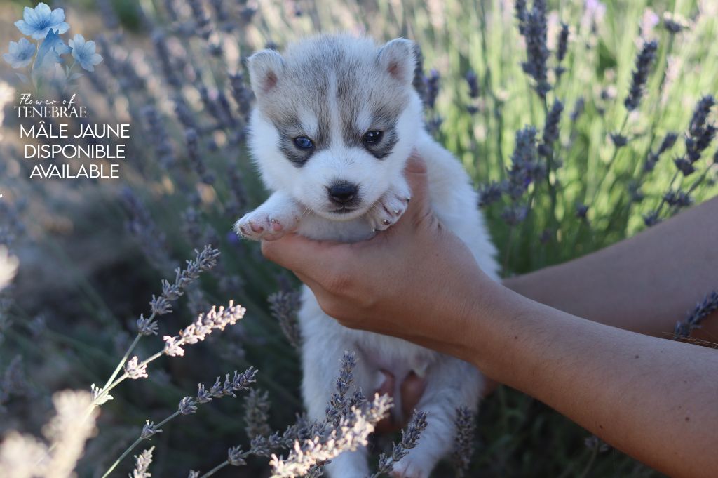 Flower Of Tenebrae - Chiots disponibles - Siberian Husky